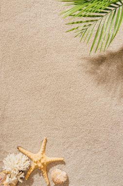 palm Şubesi kumlu bir plaj üzerinde Üstten Görünüm