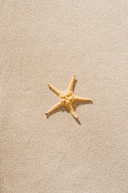 top view of dry starfish lying on sandy beach clipart