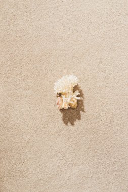 top view of coral lying on sandy beach clipart