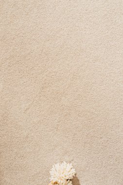 Kuru mercan kumsalda yalan Üstten Görünüm