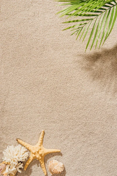 Top View Palm Branch Sandy Beach — Stock Photo, Image