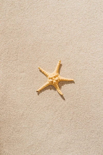 Vue Dessus Étoile Mer Sèche Couchée Sur Plage Sable — Photo