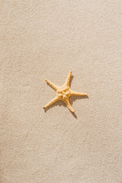 top view of dry starfish lying on sandy beach