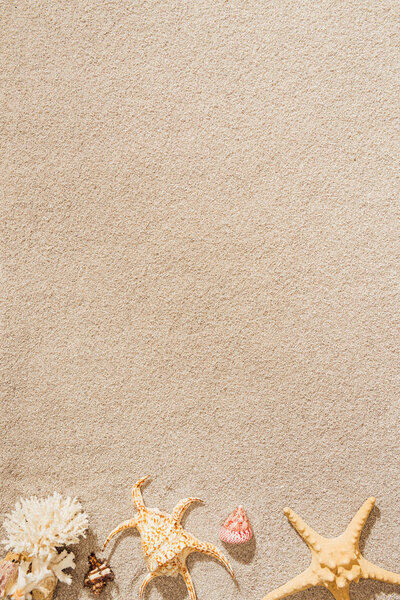 top view of seashells, coral and starfish lying on sandy beach