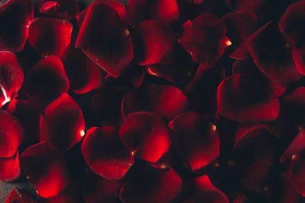 美丽的红玫瑰花瓣花卉背景 — 图库照片