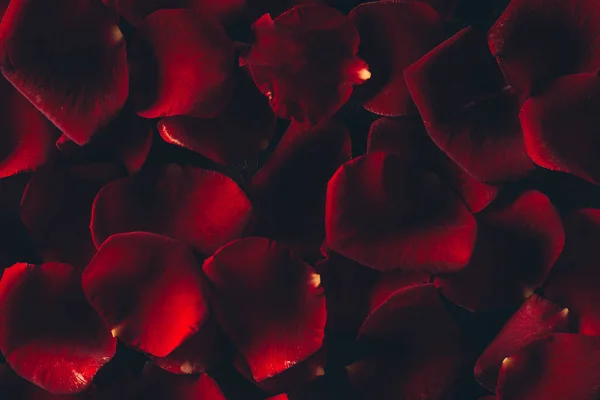 美丽的红玫瑰花瓣花卉背景 — 图库照片