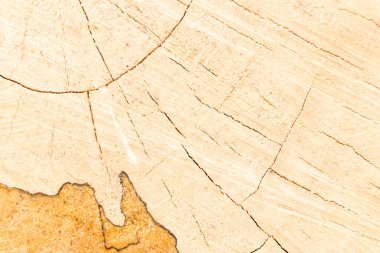 Cracks in circular wood cut surface clipart