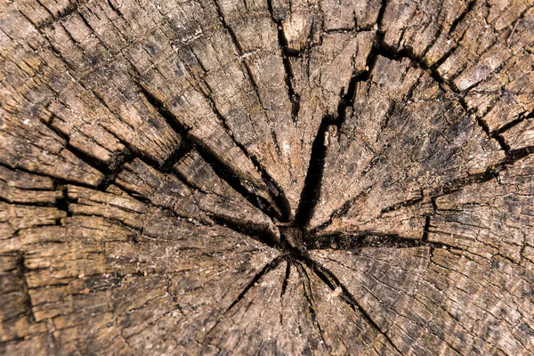 円形製材木材詳細な背景 — ストック写真