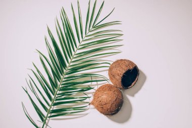 top view of coconut shells and green palm leaves on white clipart