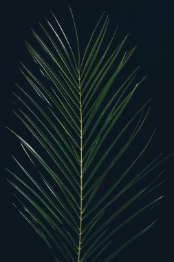 top view of green tropical palm leaves isolated on black clipart