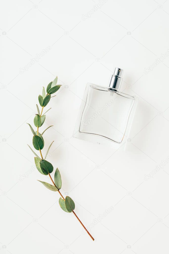 top view of bottle of perfume with beautiful green branch on white