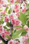 Detailní záběr růžové kvetoucí Sakura s listy na větvi