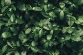 Vollständiges Bild von grünen Blättern Hintergrund 