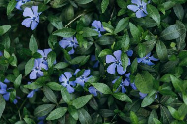 periwinkles ve yeşil yaprakları tam kare resmi 