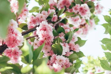 sakura çiçeklerle closeup çekim dalda yaprak