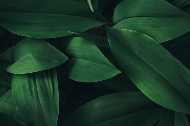 full frame image of plant leaves background  clipart