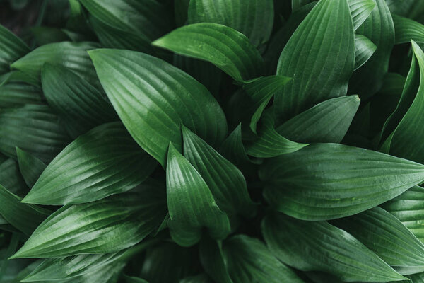 Full frame image of hosta leaves background
