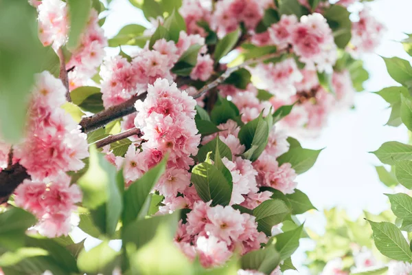 Gros Plan Fleurs Sakura Avec Des Feuilles Sur Branche — Photo