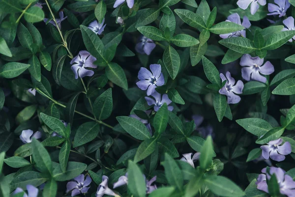 Imagen Marco Completo Periwinkles Hojas Verdes — Foto de Stock