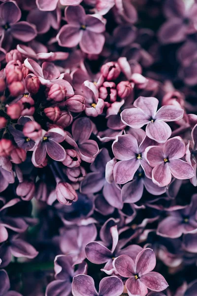 紫色丁香花背景的全帧图像 — 图库照片