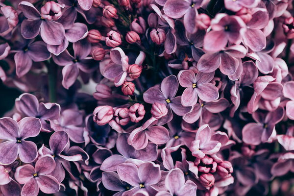 full frame image of violet lilac flowers background 