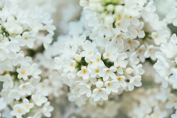 白丁香花背景的全帧图像 — 图库照片