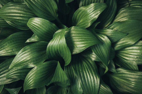 full frame image of hosta leaves background 