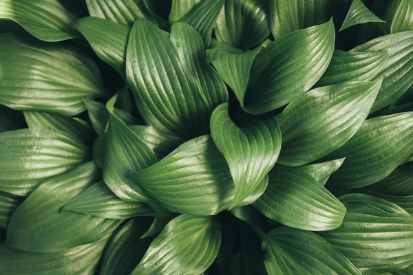 Full Frame Image Hosta Leaves Background — Stock Photo, Image