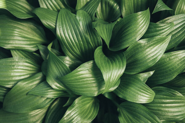 full frame image of hosta leaves background 