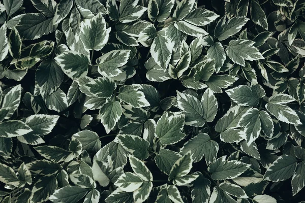 Повне Зображення Рамки Фону Зеленого Листя Рослини — стокове фото