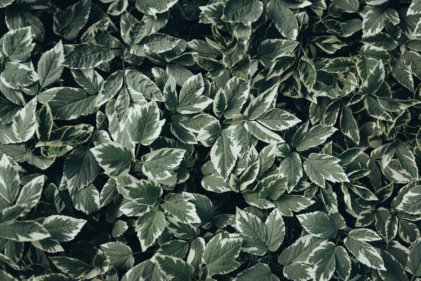 full frame image of plant leaves background 