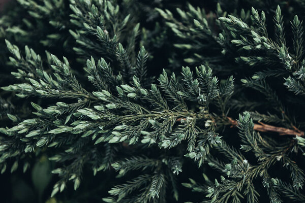 closeup shot of fir tree branches in spring