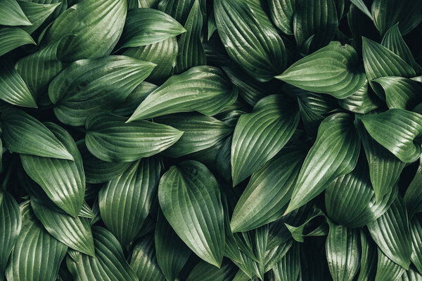 full frame image of hosta leaves background 