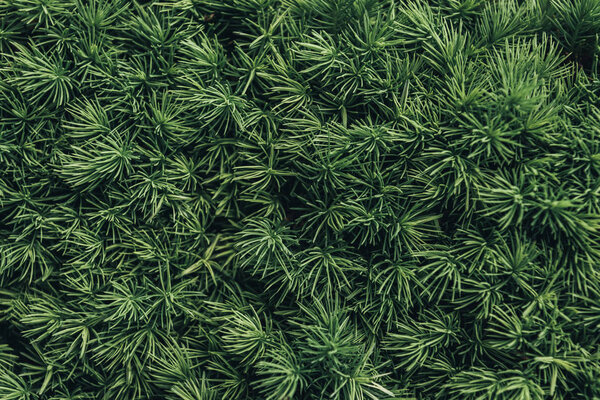 full frame image of pine tree needles background