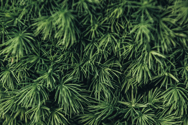 full frame image of pine tree needles background