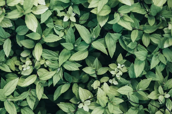 Full Frame Image Green Leaves Background — Stock Photo, Image