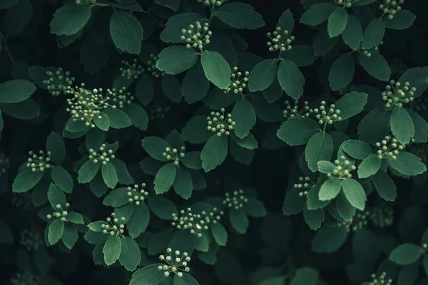 小さな白い花の背景と緑の完全なフレーム画像の葉します — ストック写真