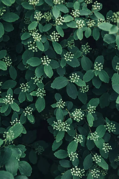Imagem Quadro Completo Folhas Verdes Com Fundo Flores Brancas — Fotografia de Stock