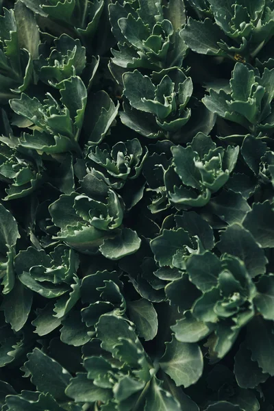 Immagine Full Frame Verde Succulente Foglie Sfondo — Foto Stock