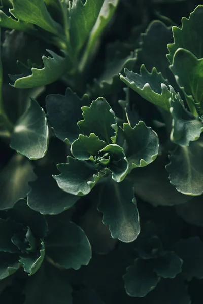 Image Plein Cadre Des Feuilles Succulentes Fond — Photo