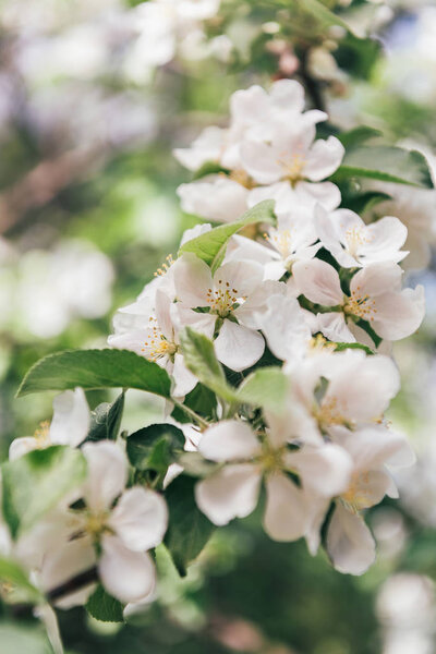 закрыть вид на цветки яблони с листьями
