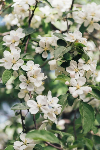 Zár Megjelöl Kilátás Apple Tree Virágok Levelek — Stock Fotó