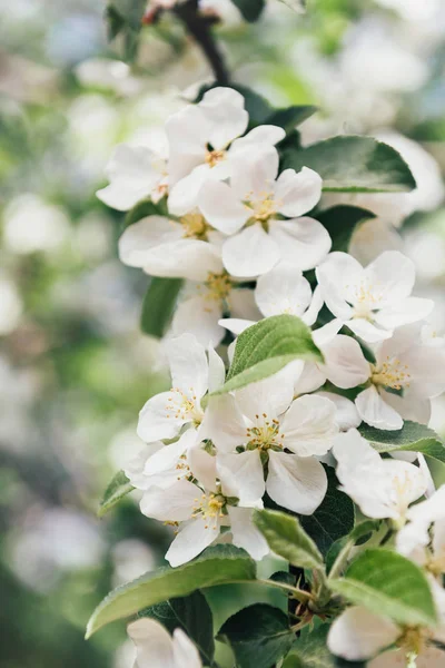 Zár Megjelöl Kilátás Fehér Apple Tree Virágzás Levelekkel — Stock Fotó