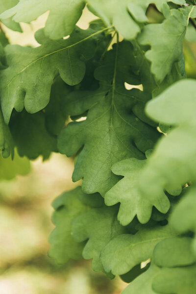close up shot of oak leaves on blurred background