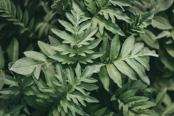 Full Frame Image Green Leaves Background — Stock Photo, Image