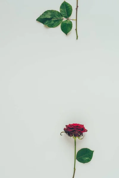 Vista superior de las partes de rosas rojas aisladas en el concepto de día de San Valentín blanco - foto de stock