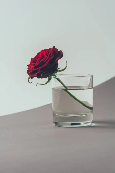 Rosa vermelha em vidro de água na superfície cinza, conceito dia dos namorados — Fotografia de Stock