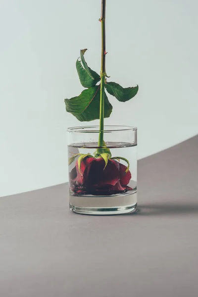 Botão de rosa vermelho em vidro de água, conceito dia dos namorados — Fotografia de Stock