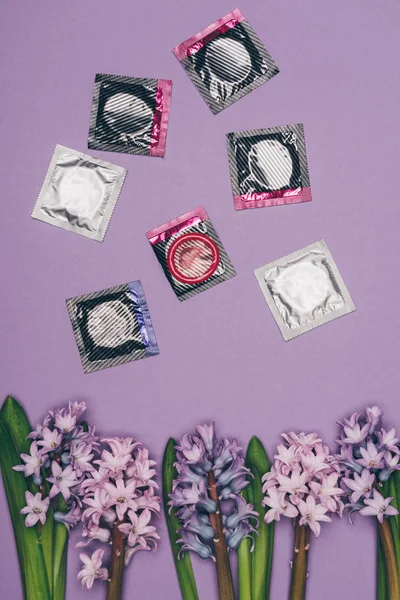 Vista superior de condones y flores dispuestas aisladas en púrpura - foto de stock