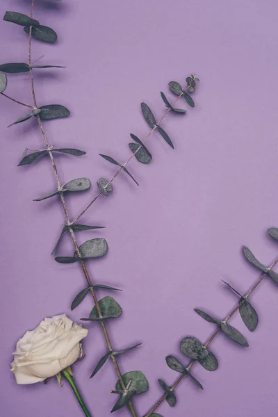 Top view of arranged flower and green eucalyptus leaves isolated on purple — Stock Photo